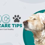 dog-skin-care-tips-from-discountpetcare