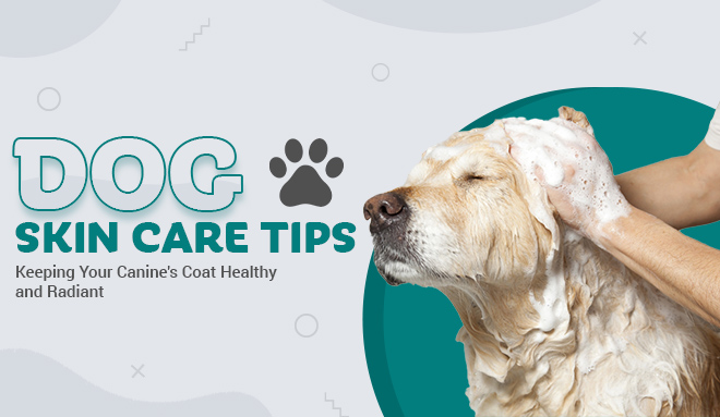 dog-skin-care-tips-from-discountpetcare