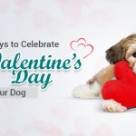 image-of-Valentine’s-Day-With-Your-Dog-from-discountpetcare.jpg