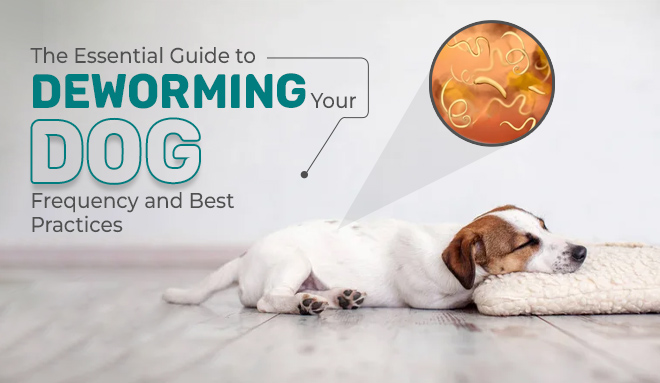 Deworming Your Dog - Frequency and Best Practices