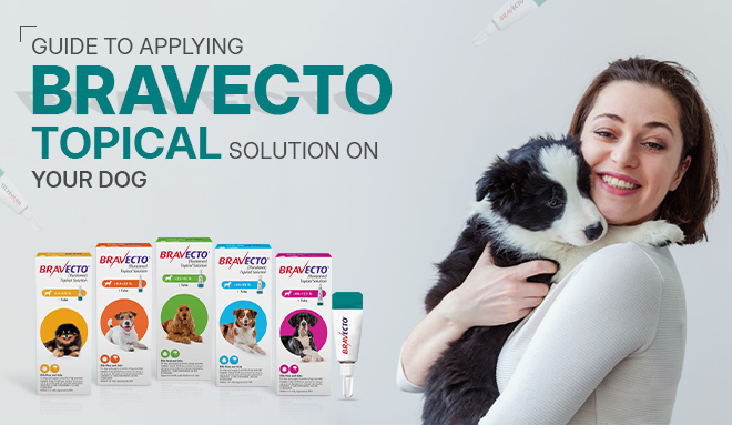 How To Use Bravecto For Dogs