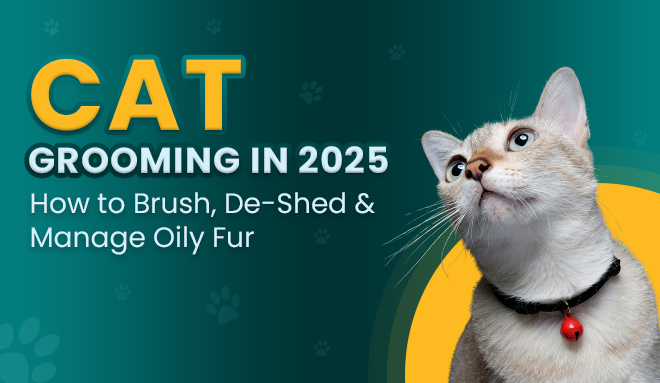 CAT Grooming Tips 2025