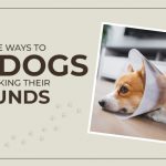 how to stop dog from licking wound