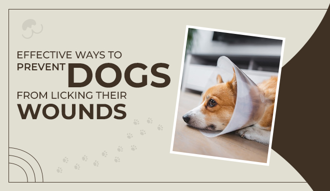 how to stop dog from licking wound