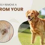 How to Remove a Tick from a Dog Safely