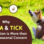 Flea and Tick Prevention