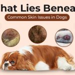 skin problems in Dogs