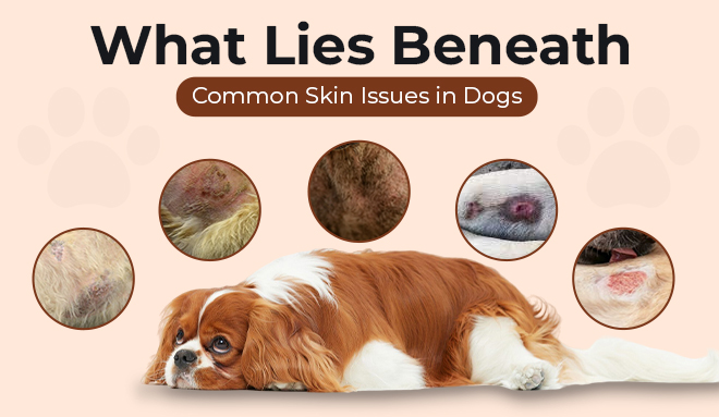 skin problems in Dogs