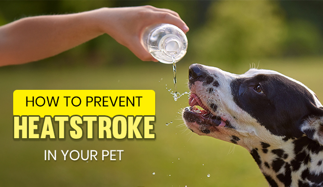 Prevent Heatstroke in Pets