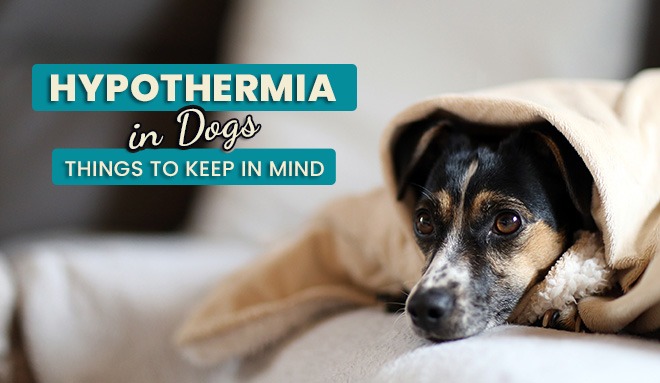 signs of hypothermia in dogs