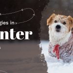 Dog allergies in winter