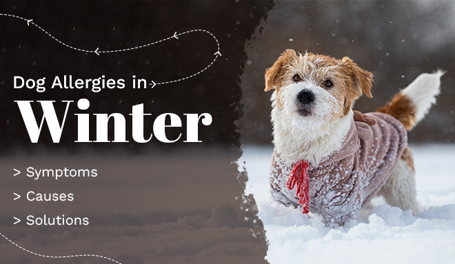 Dog allergies in winter
