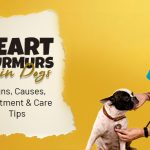 Heart Murmurs-in-dogs