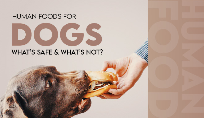 human foods dogs can eat