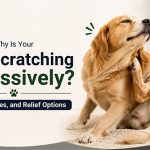 Why Is Your Dog Scratching Excessively? Signs, Causes, and Relief Options