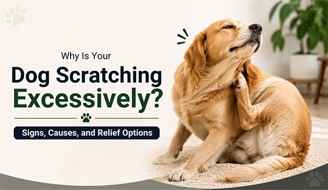 Why Is Your Dog Scratching Excessively? Signs, Causes, and Relief Options