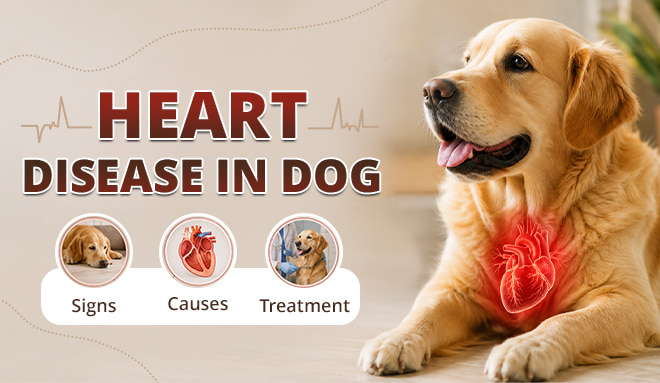 Heart Disease in Dogs - Signs, Causes & Treatment